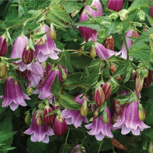 CAMPANULA takesimana Flore Pleno (1590)